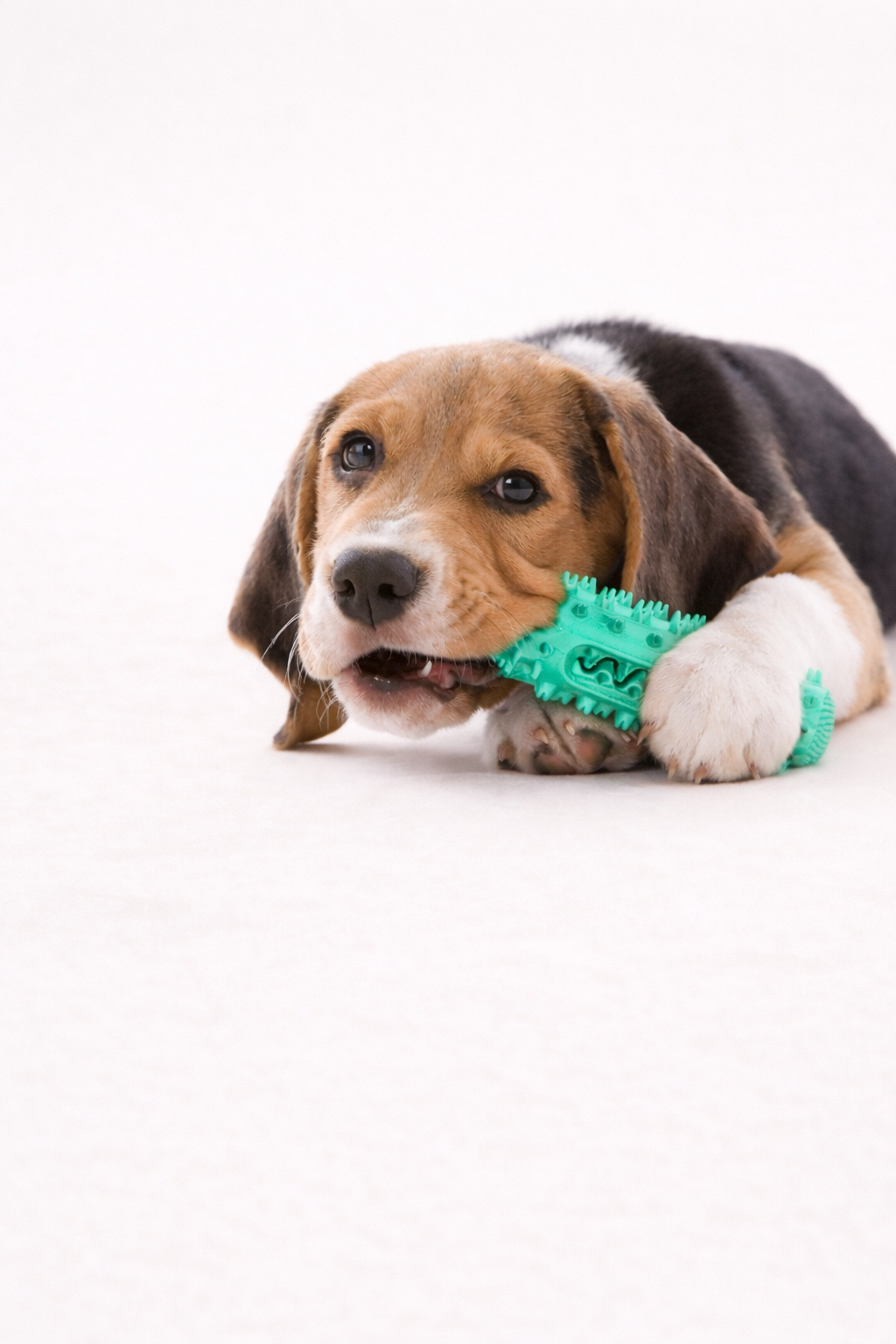 Dental Chew Roller for Dogs